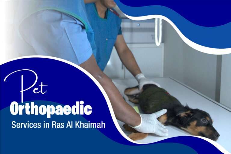 pet orthopeadic services