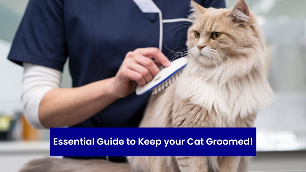 Essential Guide to Keeping Your Cat Groomed image
