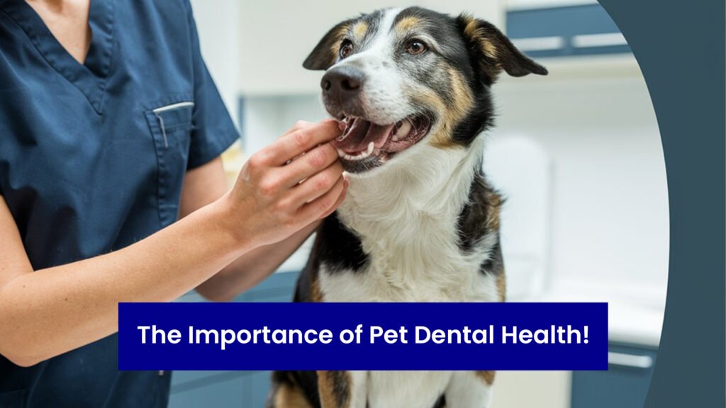 importance of pet dental health