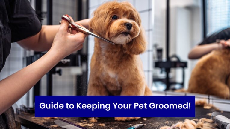 guide to keeping your pet groomed