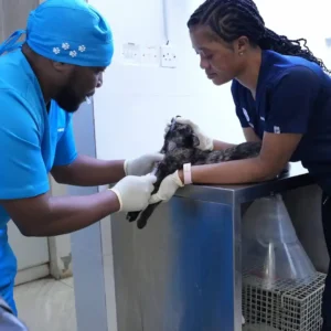 Dog Blood Testing