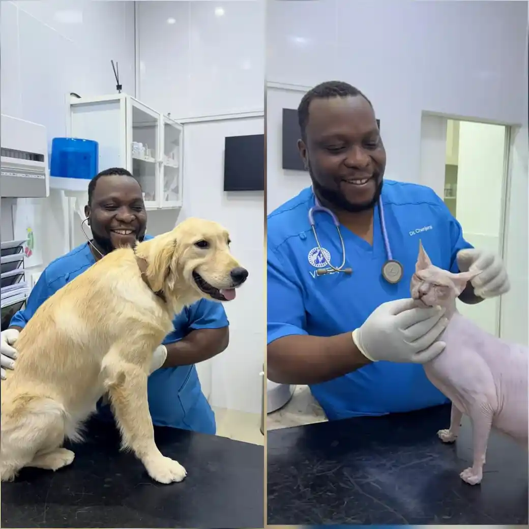 Pet Dermatology Vets24 Pet Dermatology Vets24