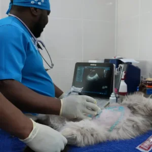 Pet Internal Examination