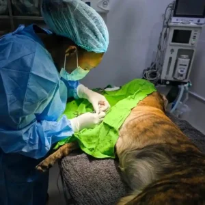 Pet Orthopaedic Care