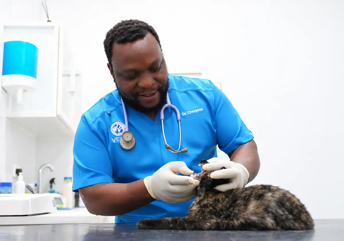 Feline Parvovirus: Symptoms & Prevention